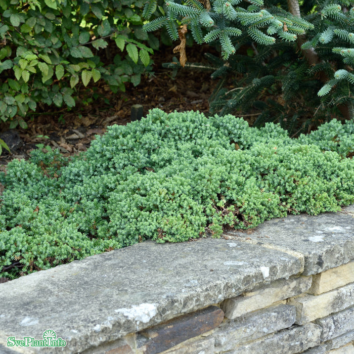 Juniperus procumbens 'Nana' C12 50-60cm