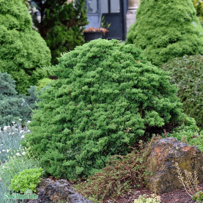 Juniperus procumbens 'Nana' Stam C15 80cm