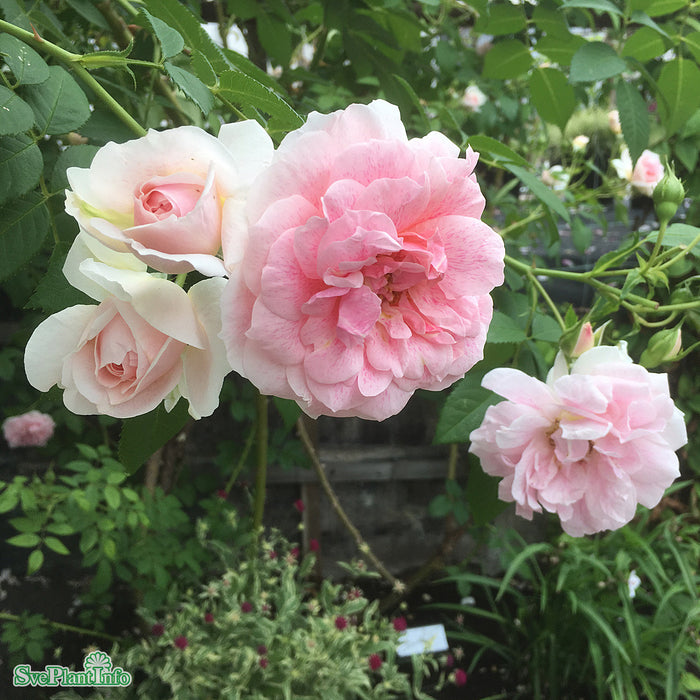 Rosa 'Kir Royal' A kval C4