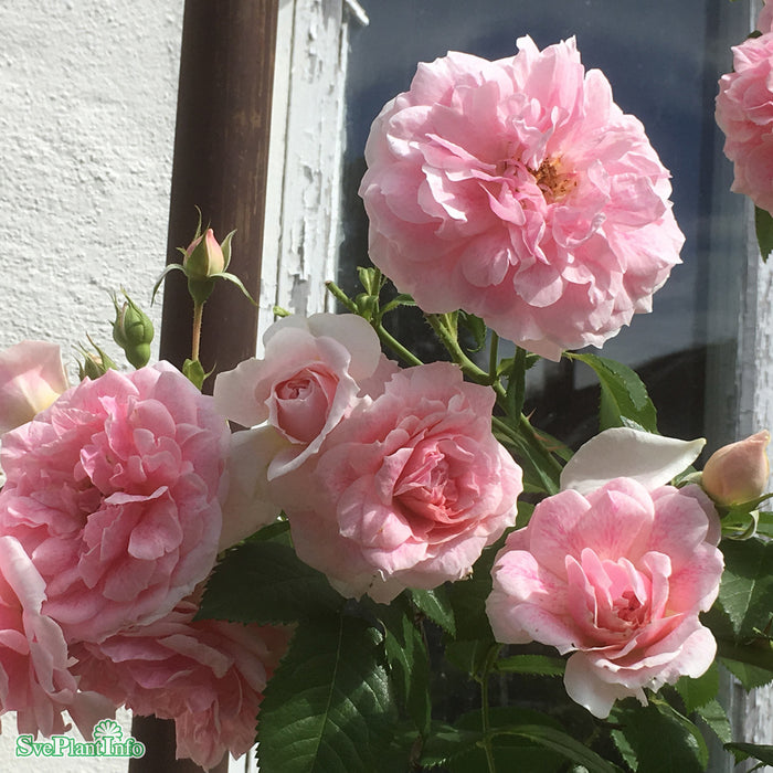 Rosa 'Kir Royal' A kval C4