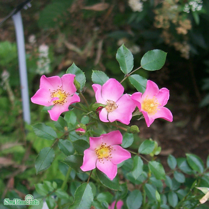 Rosa 'Pink Cover' A kval C4