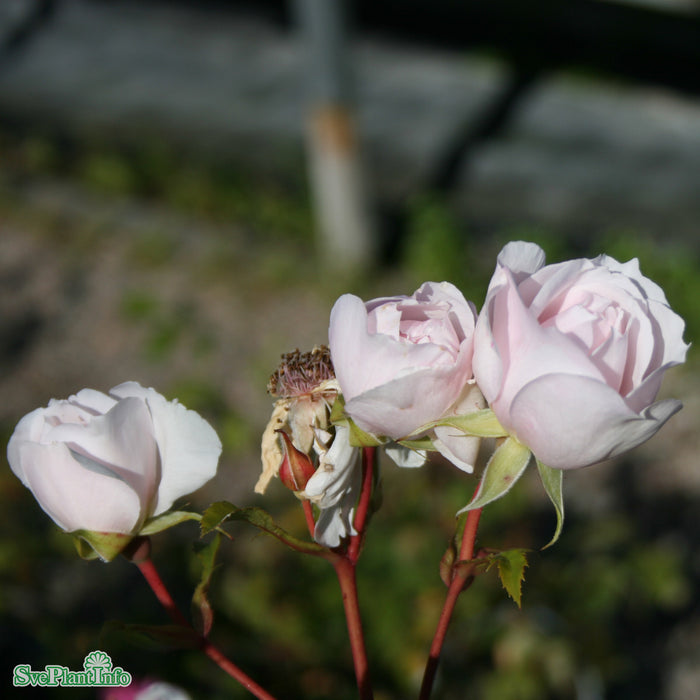 Rosa 'The Generous Gardener' A kval C6