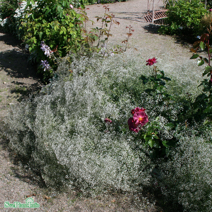 Gypsophila paniculata A-kval