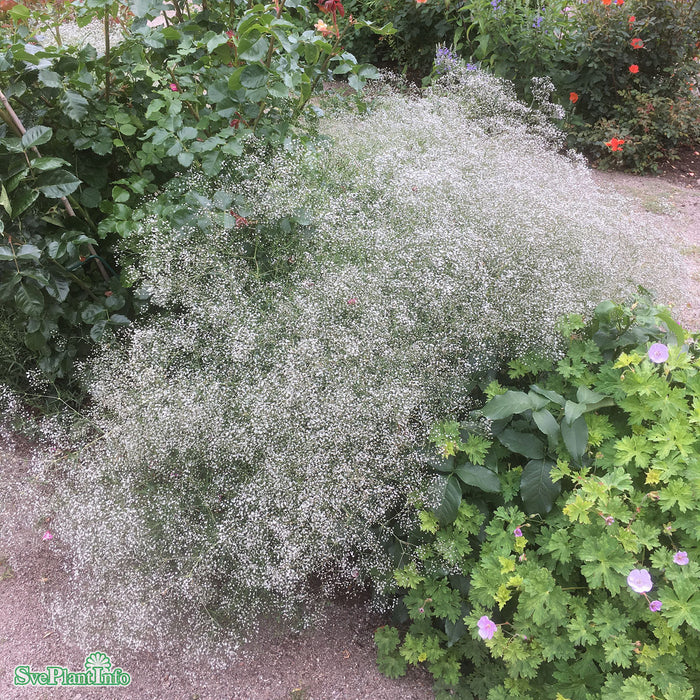 Gypsophila paniculata A-kval