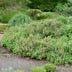Kalmia angustifolia 'Rubra' Solitär Kl 50-60cm