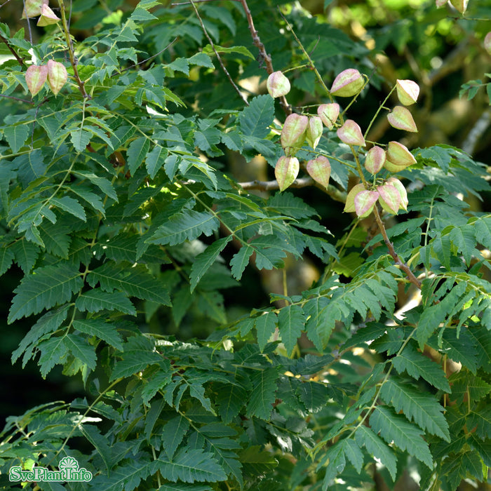 Koelreuteria paniculata Ungträd C30 125-150cm