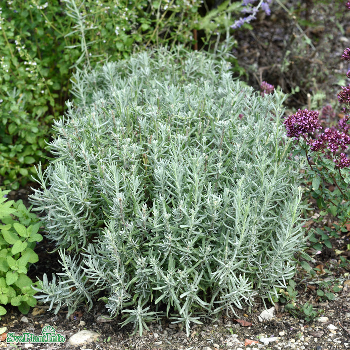 Lavandula angustifolia 'Hidcote Blue'