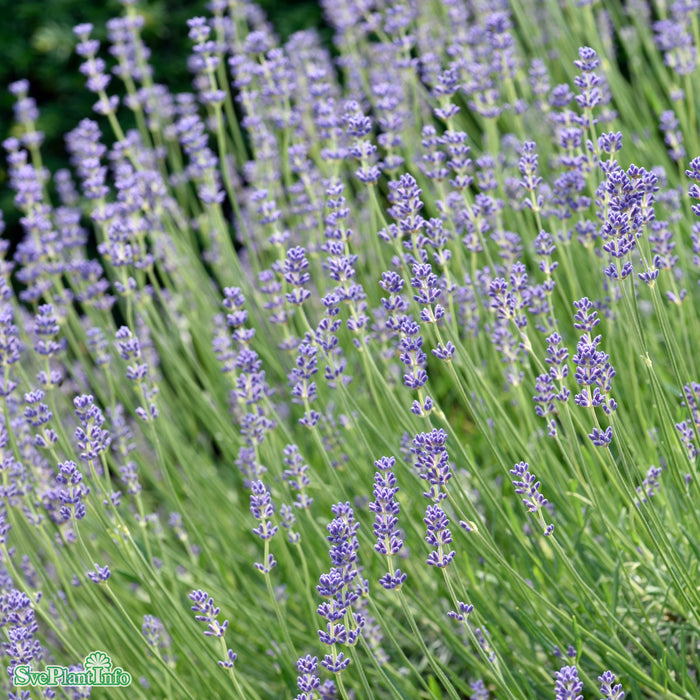 Lavandula angustifolia 'Munstead' A-kval C3