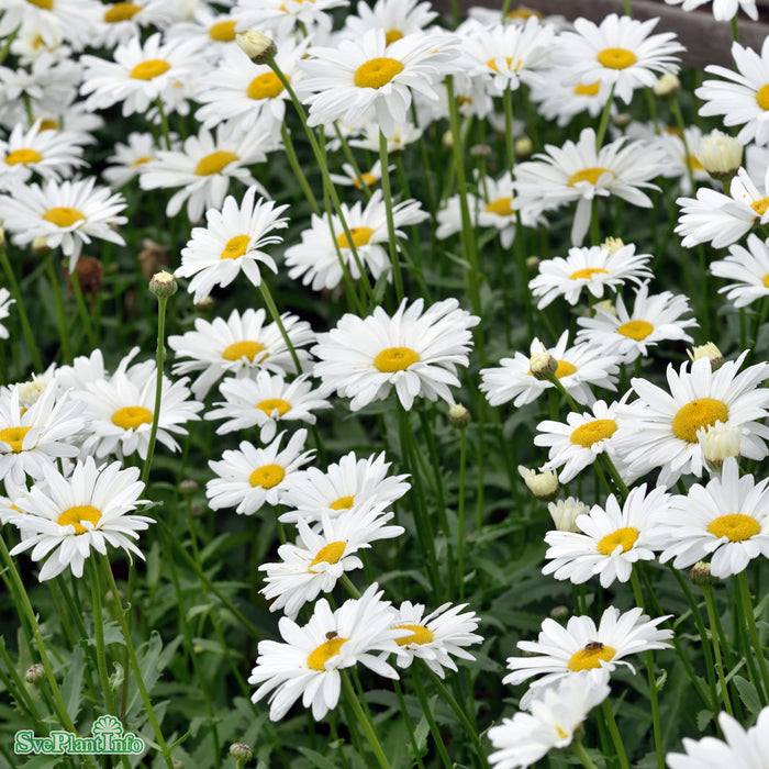 Leucanthemum superbum 'Bröllopsgåvan' Grönt Kulturarv A-kval