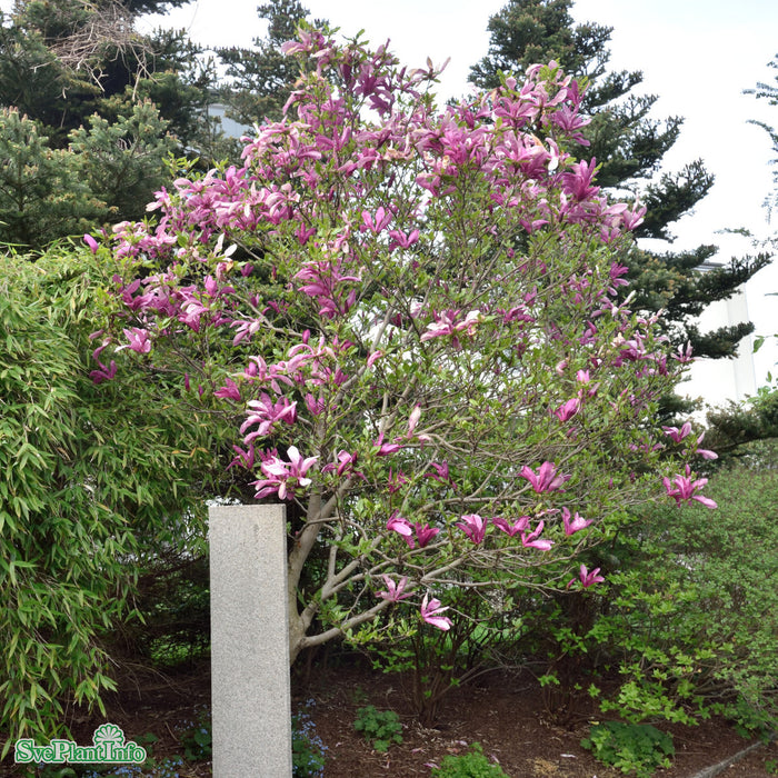 Magnolia (Liliiflora) 'Susan' Solitär C10 80-100cm
