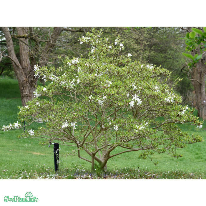 Magnolia stellata C6 60-80cm