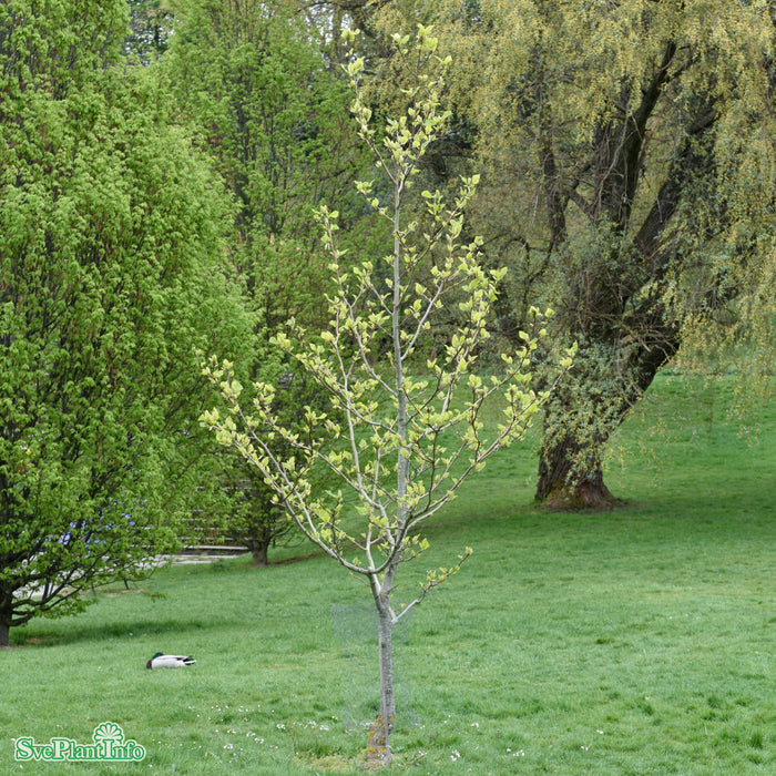 Magnolia x brooklynensis 'Yellow Bird' Solitär C50 175-200m