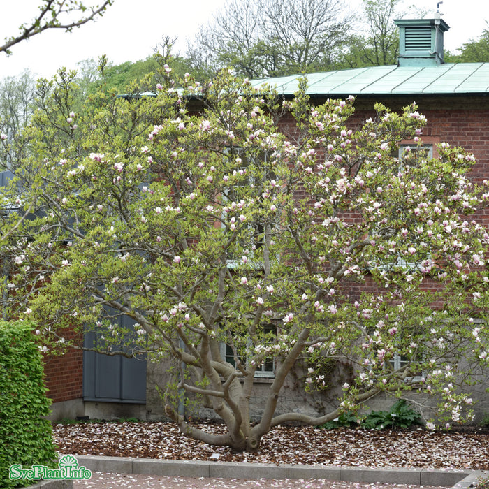 Magnolia soulangeana Solitär Kl B100-150cm H150-175cm