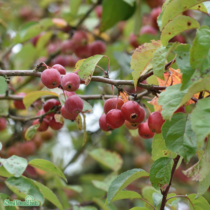 Malus 'Evereste' Högstam Kl So 10-12