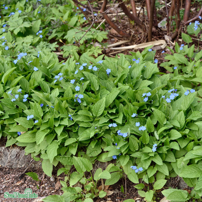 Omphalodes verna A-kval