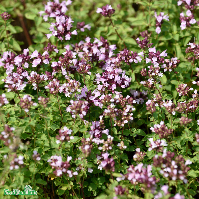 Origanum (Laevigatum-Gruppen) 'Herrenhausen' A-kval