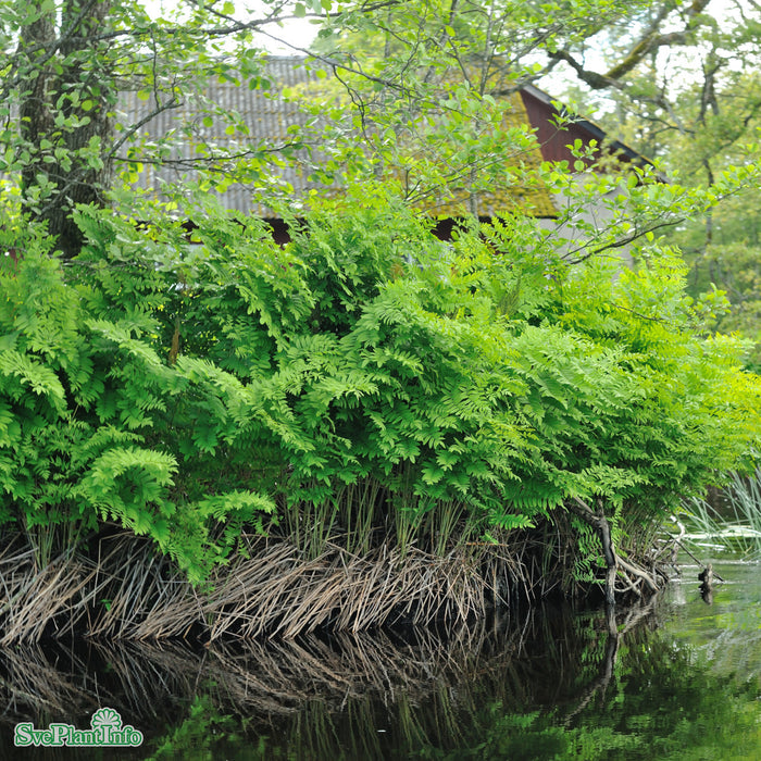 Osmunda regalis A-kval