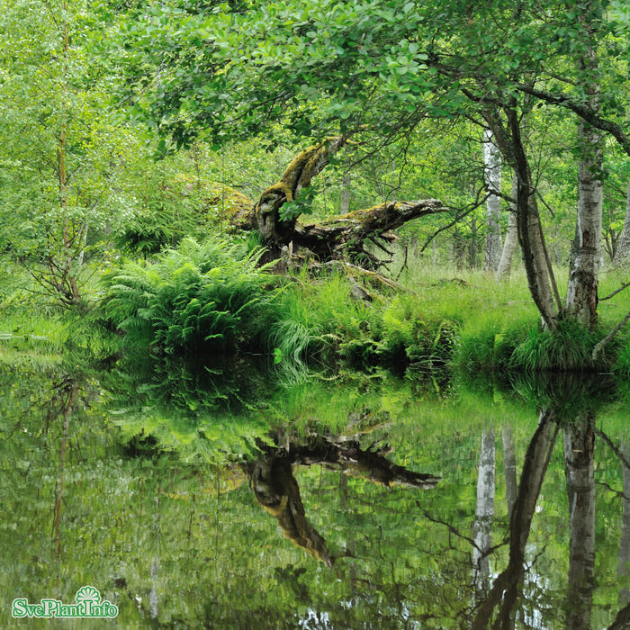 Osmunda regalis A-kval