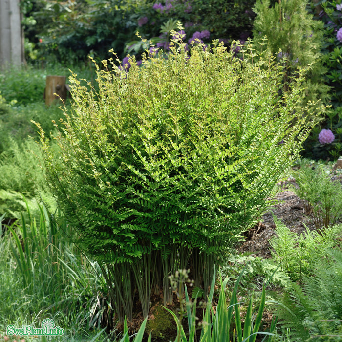 Osmunda regalis A-kval
