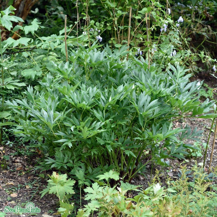Paeonia (Itoh-Gruppen) 'Cora Louise' A-kval C4