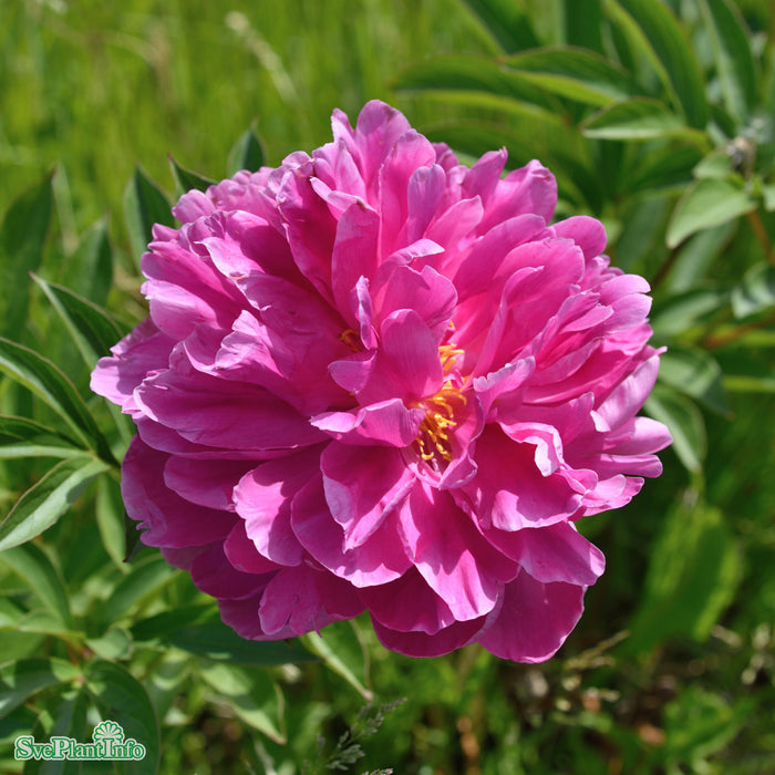 Paeonia lactiflora 'Edulis Superba' A-kval C3