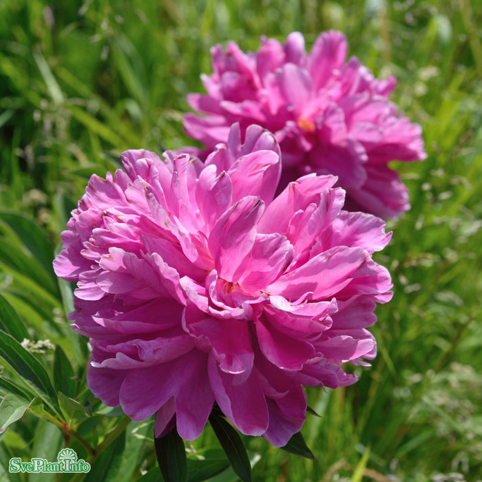 Paeonia lactiflora 'Edulis Superba' A-kval C3