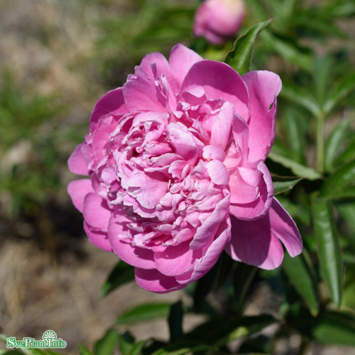 Paeonia lactiflora 'Pink Parfait' A-kval C4