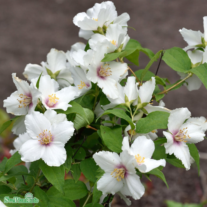 Philadelphus 'Belle Etoile' Solitär C12 80-100cm