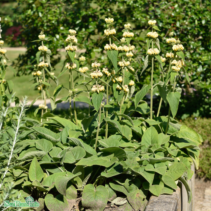 Phlomis russeliana A-kval