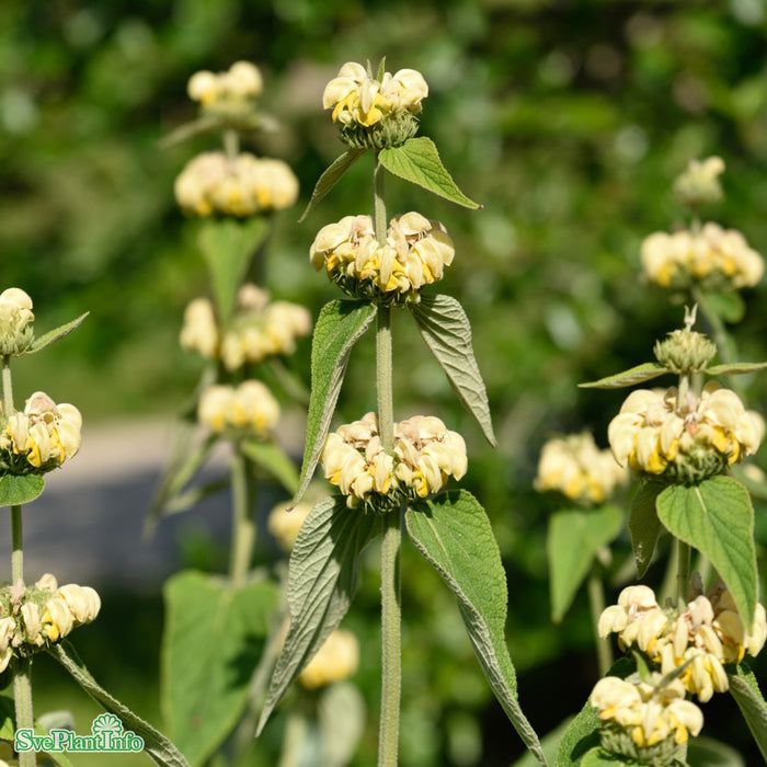 Phlomis russeliana A-kval