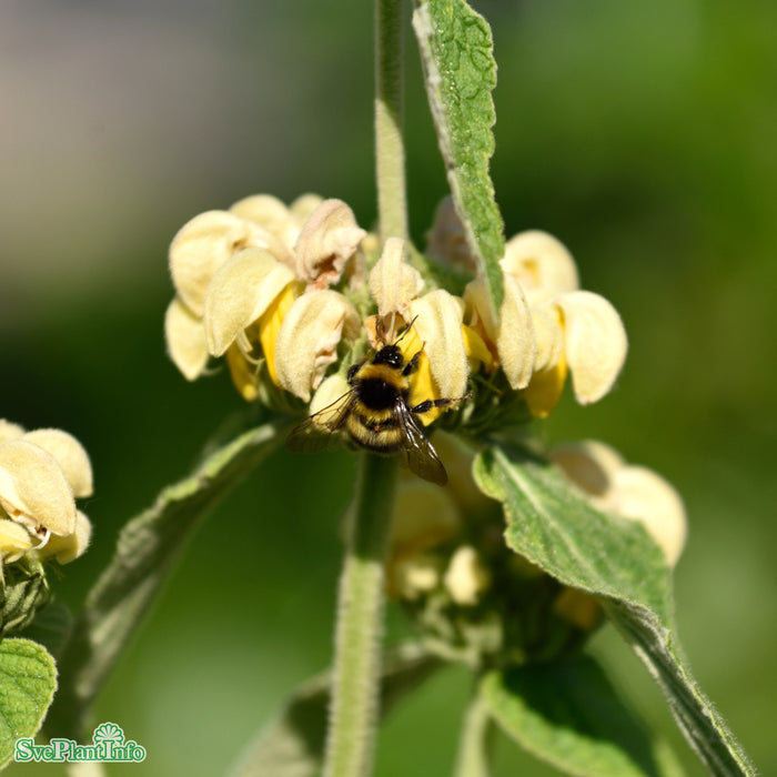 Phlomis russeliana A-kval