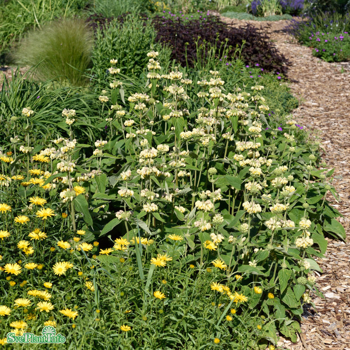 Phlomis russeliana A-kval