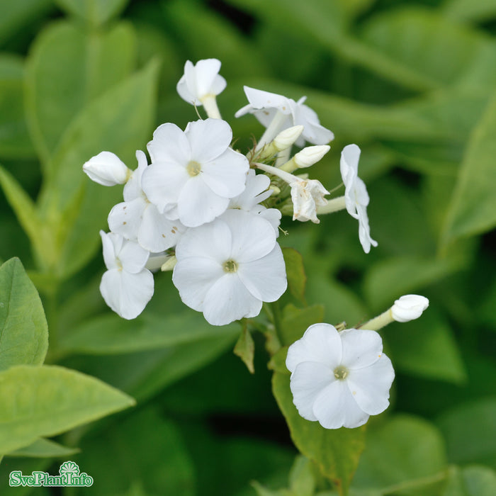 Phlox paniculata 'David' A-kval