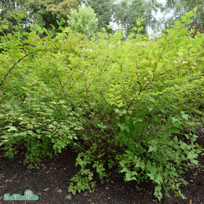 Physocarpus opulifolius 'Golden Nugget' Busk C5