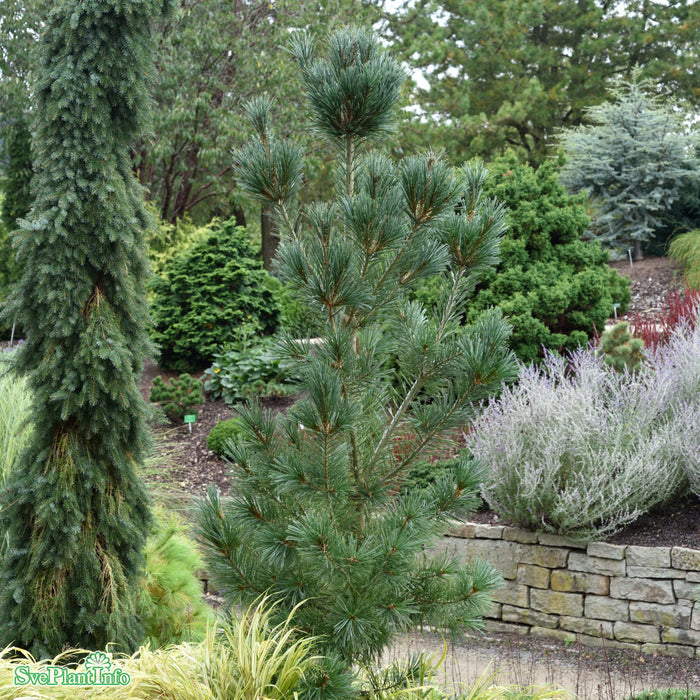 Pinus flexilis 'Vanderwolfs Pyramid' C10 60-80cm
