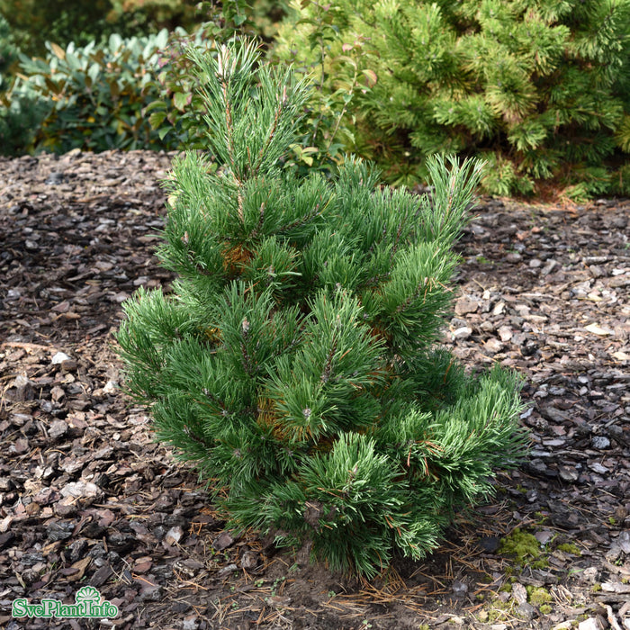 Pinus mugo 'Gnom' Solitär C 125-150cm