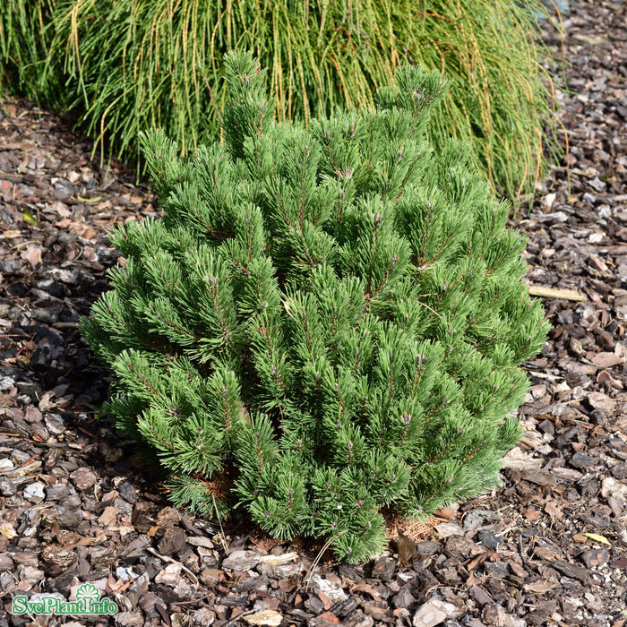 Pinus mugo 'Sherwood Compact' C4,6 15-20cm