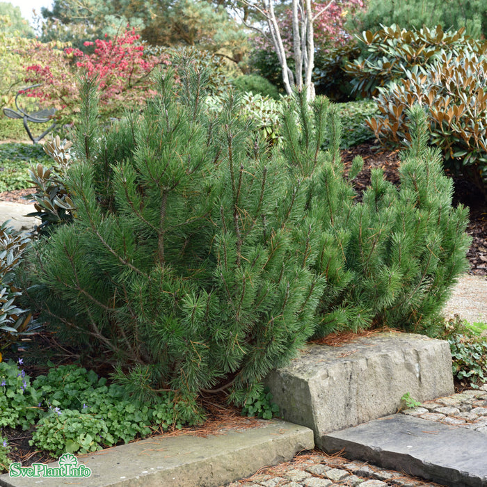 Pinus mugo var. pumilio C5 30-40cm
