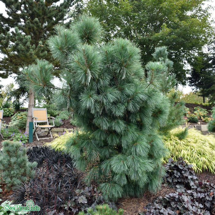 Pinus schwerinii 'Wiethorst' Solitär 80-100cm Co