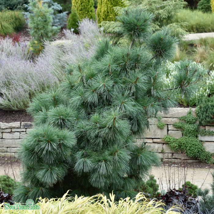 Pinus schwerinii 'Wiethorst' Solitär 80-100cm Co