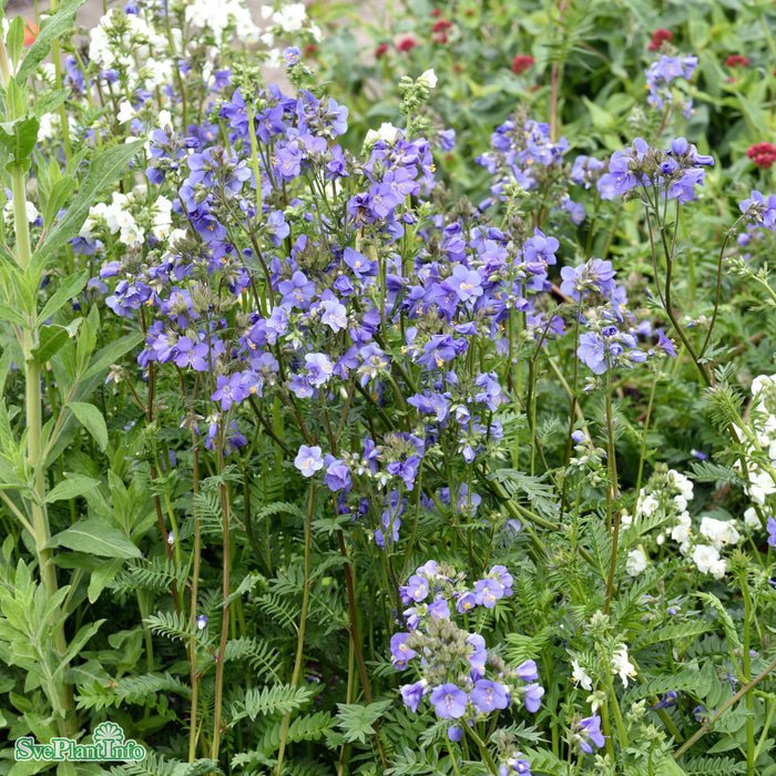 Polemonium caeruleum ssp. yezoense 'Bressingham Purple' A-kval C3