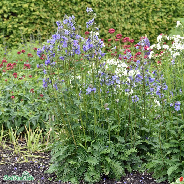 Polemonium caeruleum ssp. yezoense 'Bressingham Purple' A-kval C3