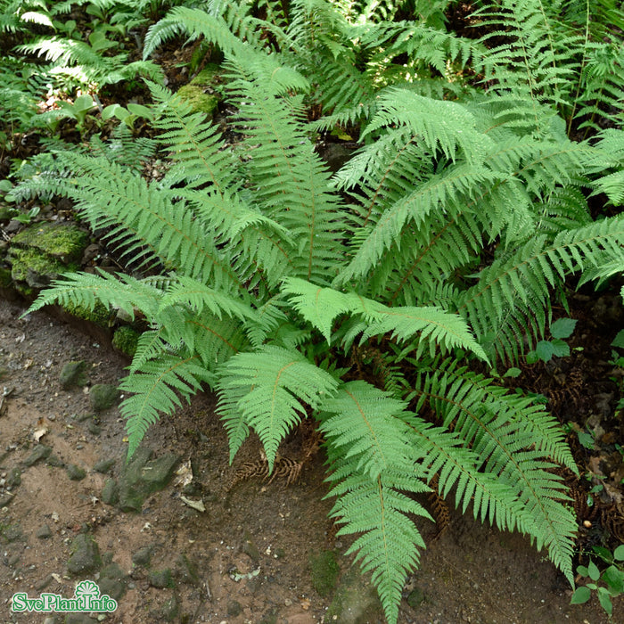 Polystichum setiferum A-kval