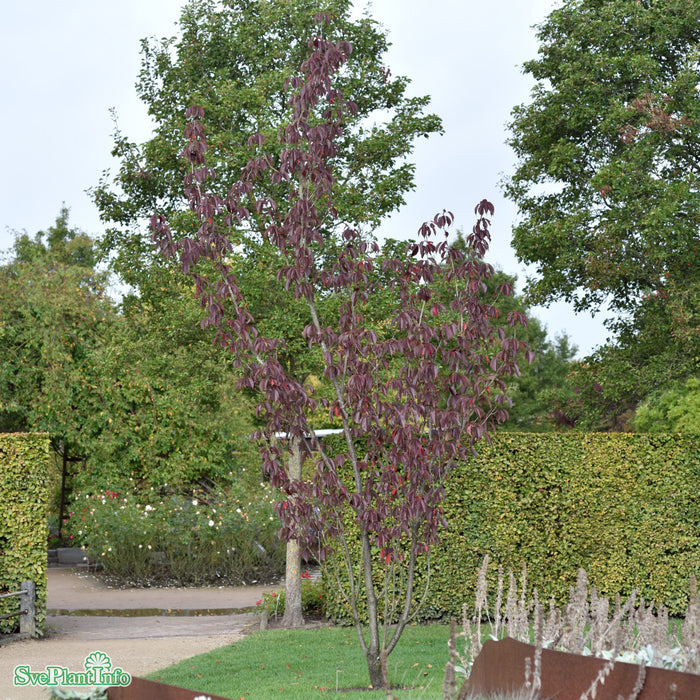 Prunus serrulata 'Royal Burgundy' Stam C10 120cm