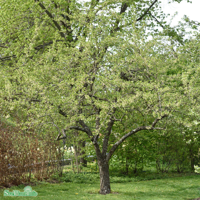 Prunus domestica 'Victoria' E Stam 2-års A-kval Co