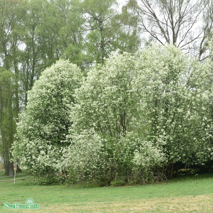 Prunus padus Ungträd C7,5 175-200cm