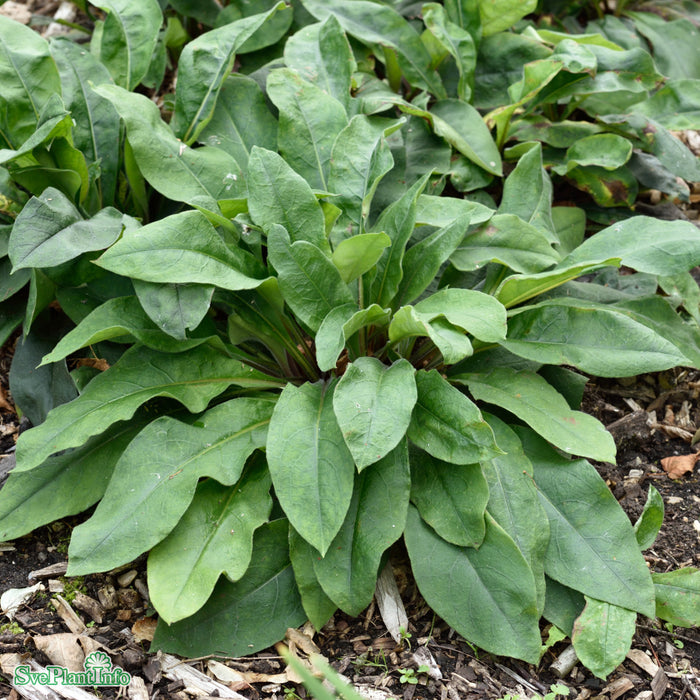 Pulmonaria angustifolia 'Blue Ensign' A-kval