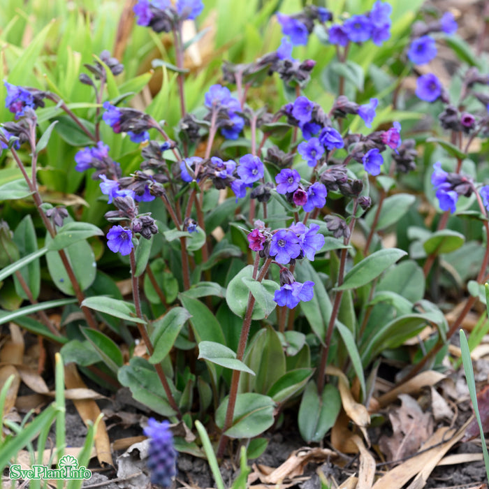 Pulmonaria angustifolia 'Blue Ensign' A-kval