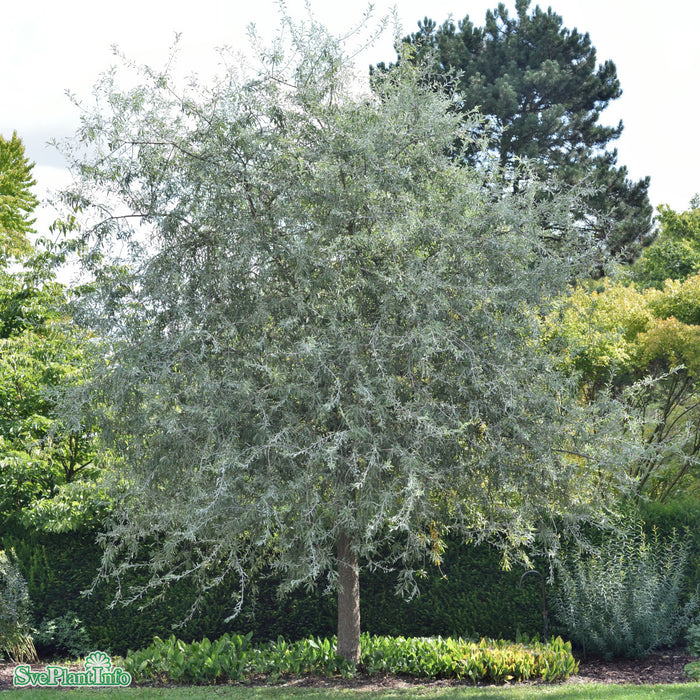 Pyrus salicifolia 'Pendula' Stam C20 180cm