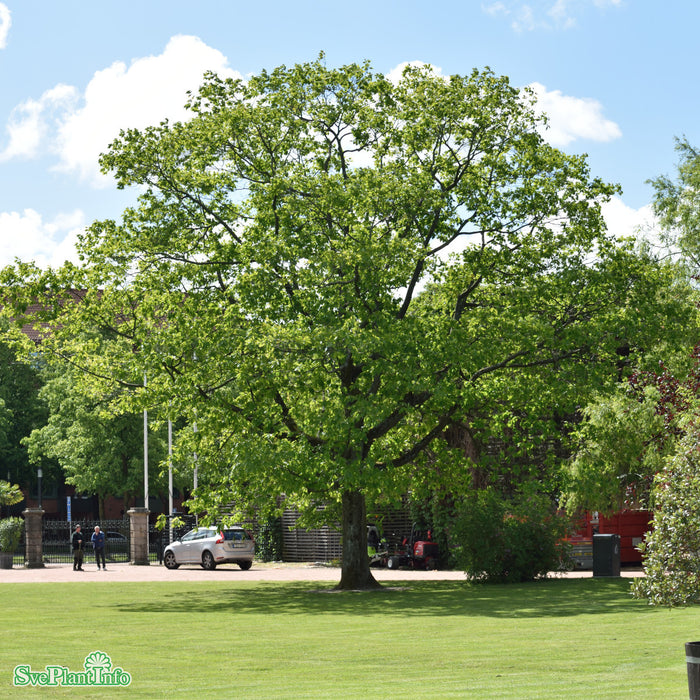 Quercus rubra E Ungträd 150-200cm Co